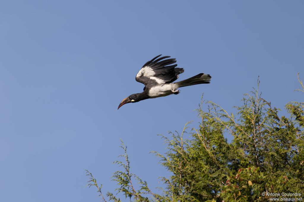 Hemprich's Hornbill male adult, Flight