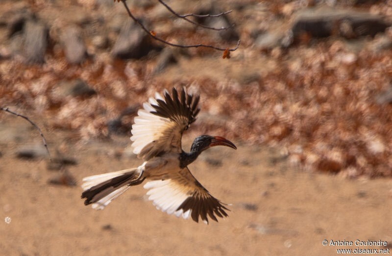 Monteiro's Hornbill