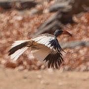 Monteiro's Hornbill