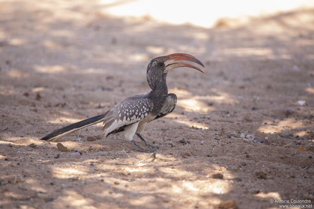 Monteiro's Hornbill