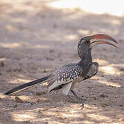 Monteiro's Hornbill