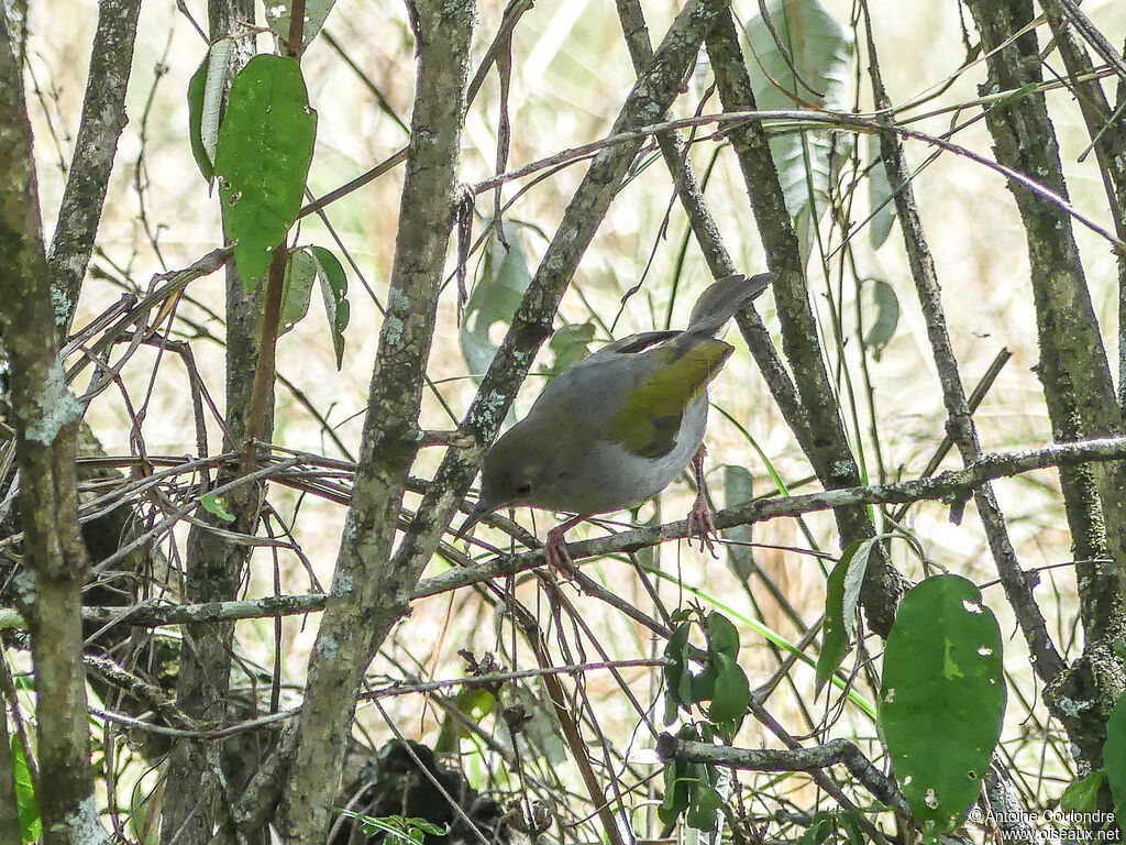 Green-backed Camaroptera