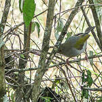 Camaroptère à tête grise