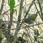 Camaroptère à tête grise