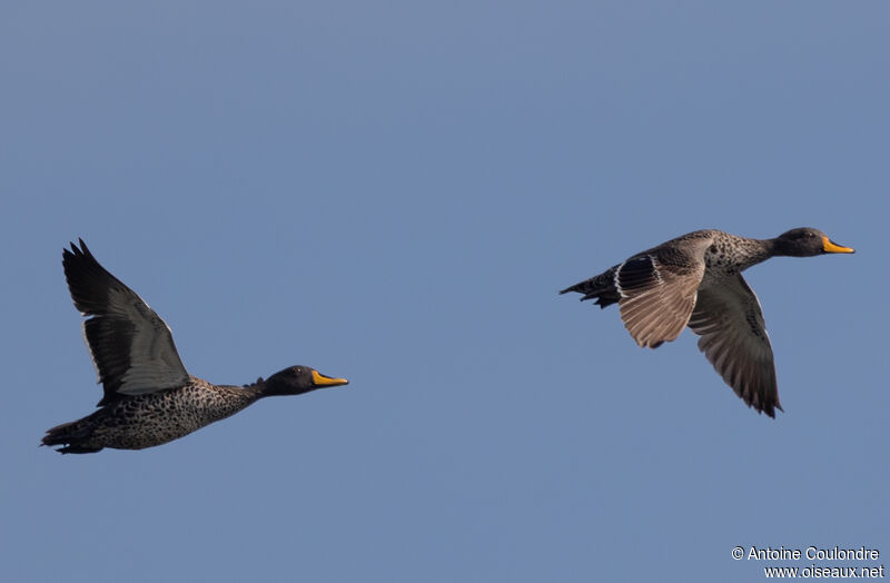 Canard à bec jauneadulte, Vol