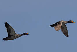 Yellow-billed Duck