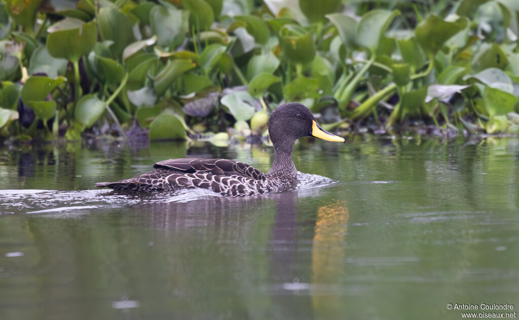 Yellow-billed Duckadult, swimming