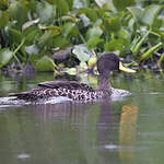 Canard à bec jaune