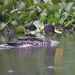 Canard à bec jaune