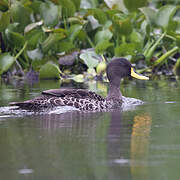 Yellow-billed Duck