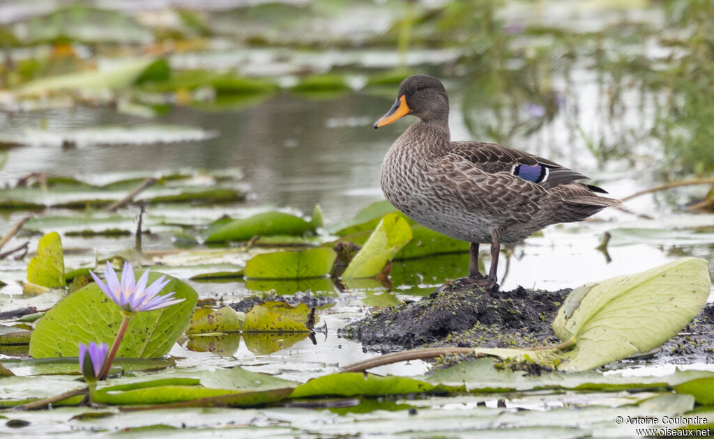 Canard à bec jaune mâle adulte