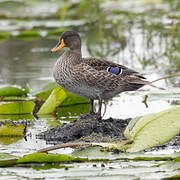 Yellow-billed Duck