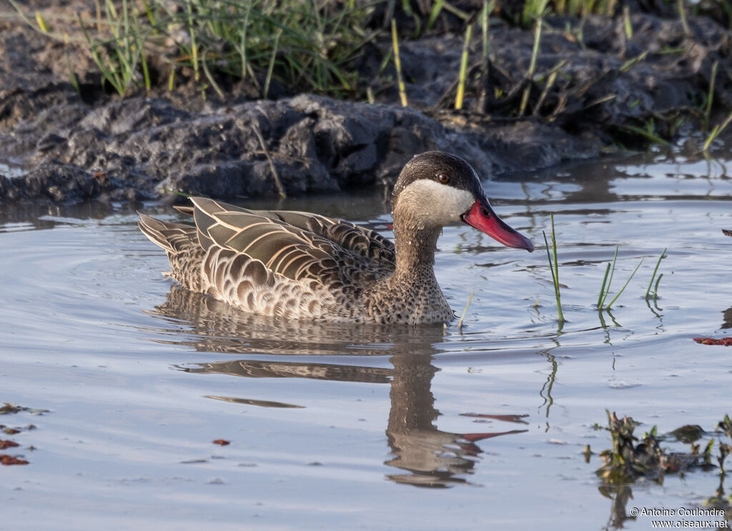 Canard à bec rouge