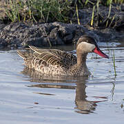 Red-billed Teal