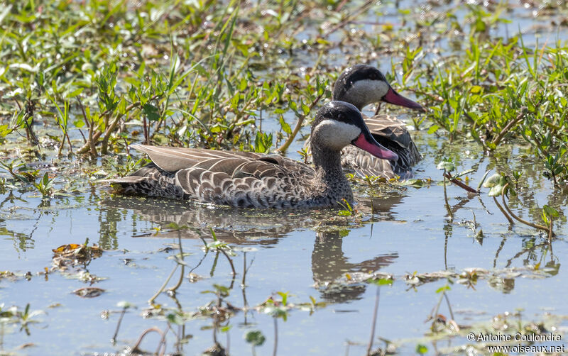 Canard à bec rouge