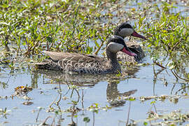 Canard à bec rouge