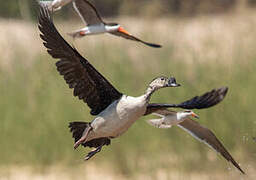 Knob-billed Duck