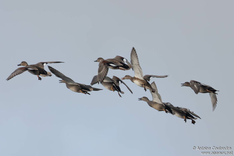 Canard chipeau mâle, Vol