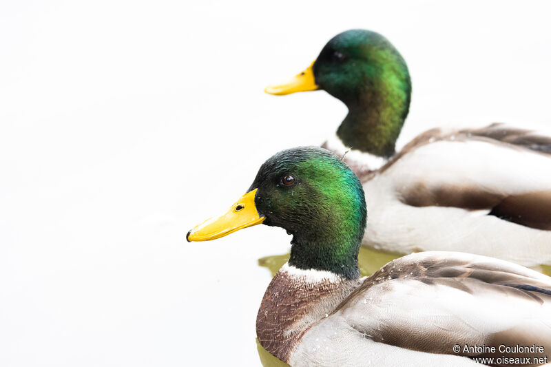 Canard colvert mâle adulte, portrait