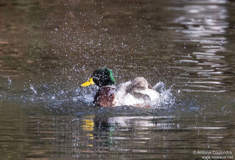 Canard colvert mâle adulte, nage