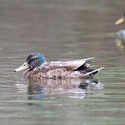 Canard colvert