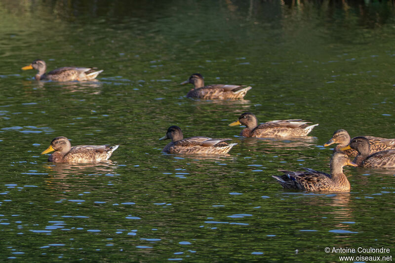 Canard colvert