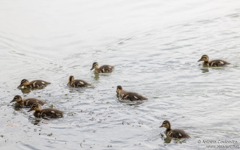 Canard colvertPoussin