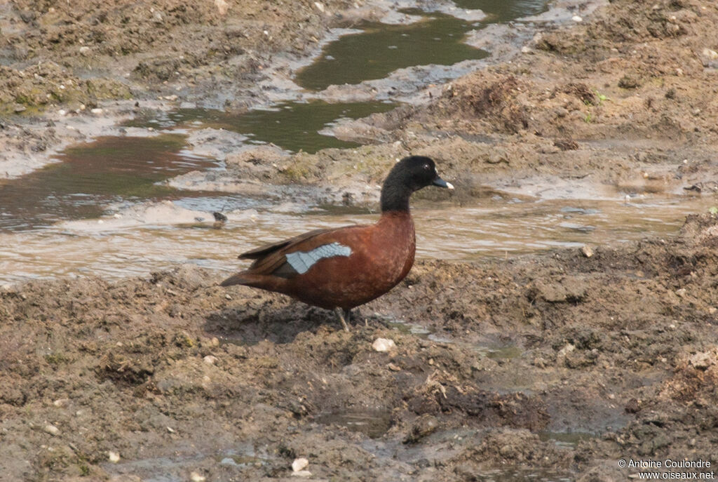 Canard de Hartlaubadulte, marche