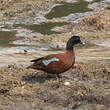 Canard de Hartlaub