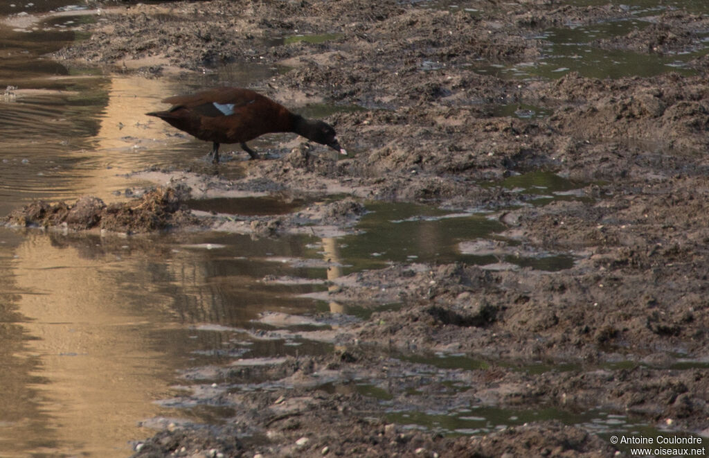 Hartlaub's Duckadult, eats