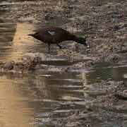 Hartlaub's Duck