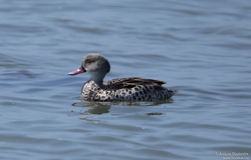 Cape Teal