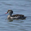 Canard du Cap