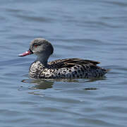 Cape Teal