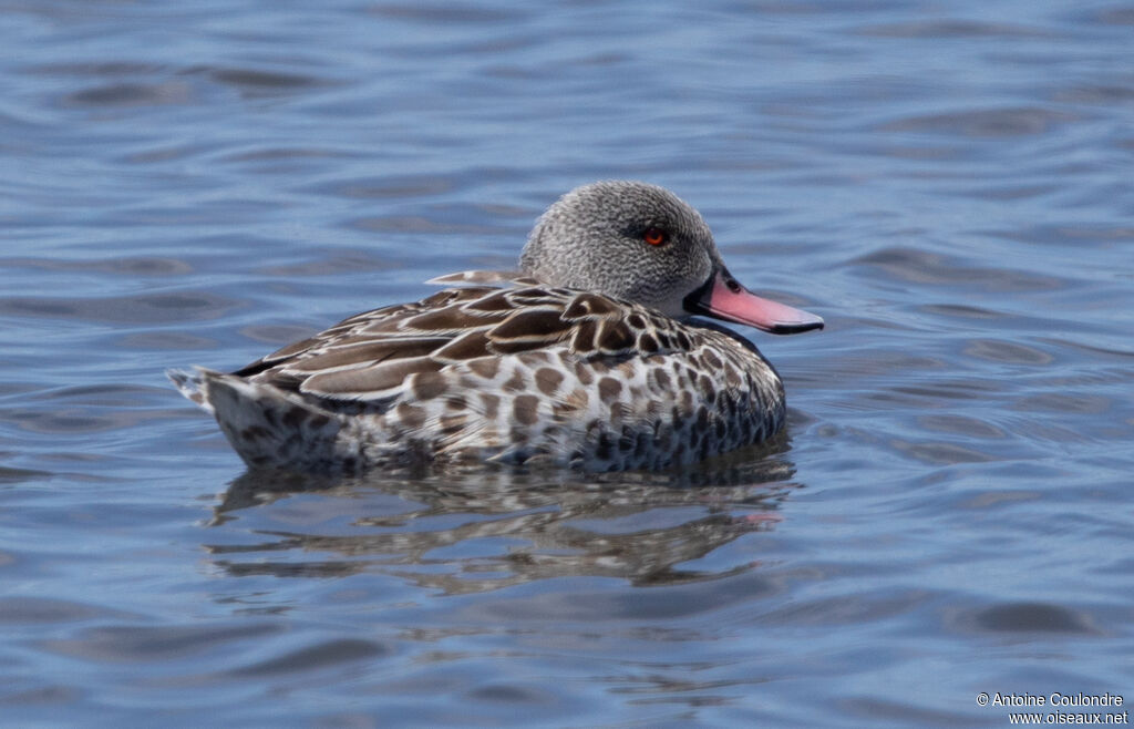 Cape Teal