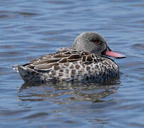 Cape Teal