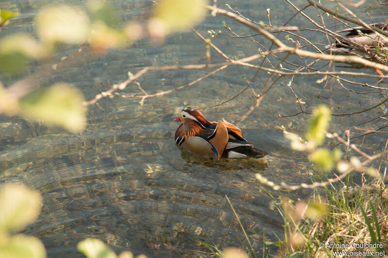 Canard mandarin mâle adulte nuptial