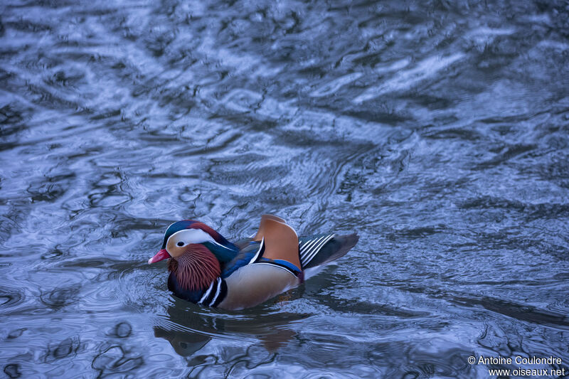 Canard mandarin mâle adulte nuptial