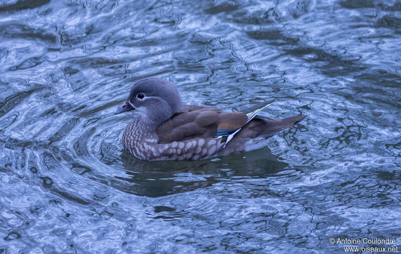 Canard mandarin femelle adulte nuptial