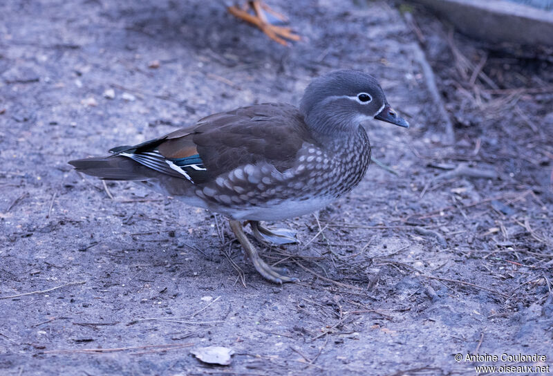 Canard mandarin femelle adulte nuptial