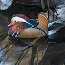 Canard mandarin