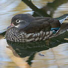 Canard mandarin