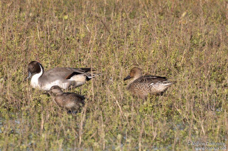 Canard piletadulte