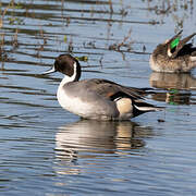 Canard pilet