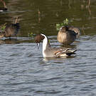 Canard pilet