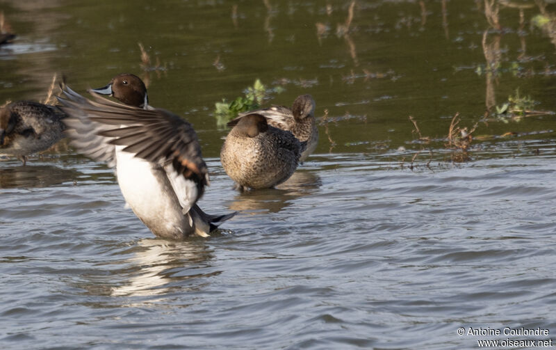 Canard piletadulte