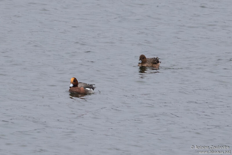 Canard siffleuradulte