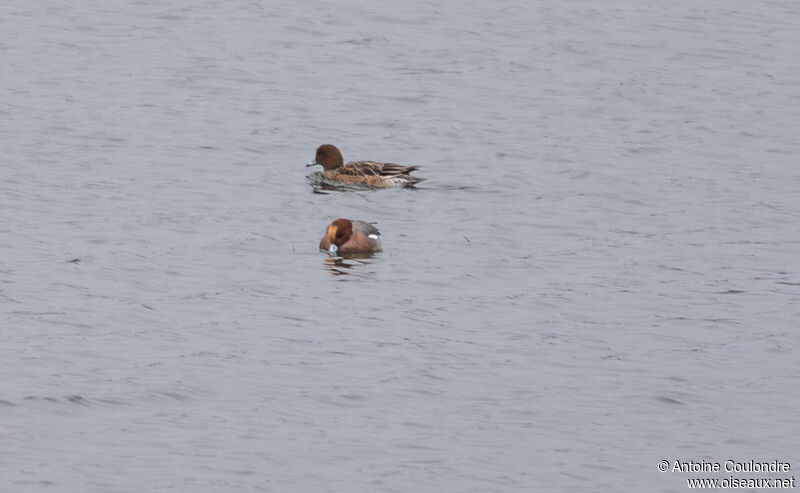 Canard siffleuradulte