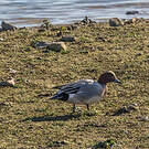 Canard siffleur