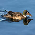 Canard souchet